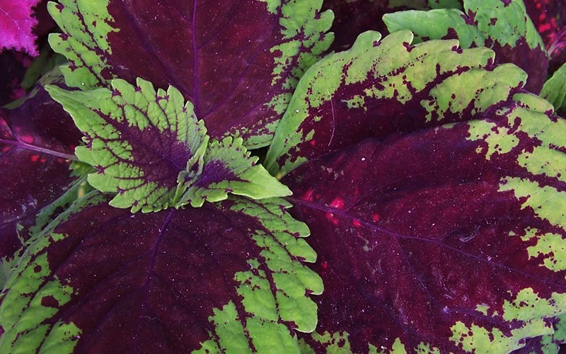 Red Kong Coleus Picture