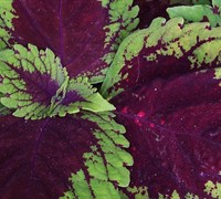 Red Kong Coleus Picture