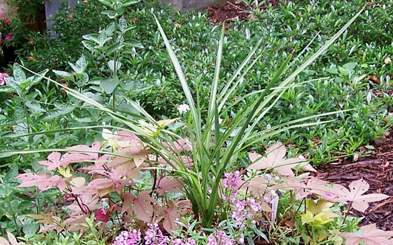Dracaena Spike Picture