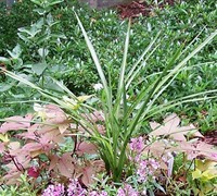 Dracaena Spike Picture