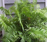 Macho Fern Picture
