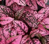 Pink Splash Hypoestes