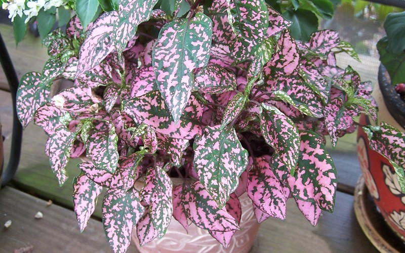 Pink Splash Hypoestes Picture