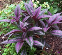 Persian Shield Strobilanthes Picture