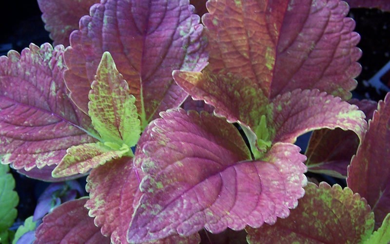 Alabama Sun Sun Coleus Picture