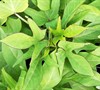 Margarita Sweet Potato Vine