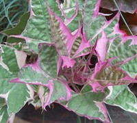 Tricolor Sweet Potato Vine Picture