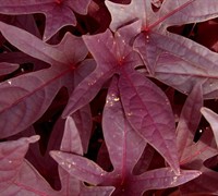 Sweet Caroline Red Sweet Potato Vine Picture
