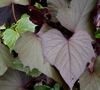 Bewitched Sweet Potato Vine Picture
