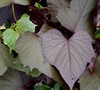 Bewitched Sweet Potato Vine