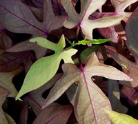 Sweet Caroline Bronze Sweet Potato Vine Picture