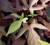 Sweet Caroline Bronze Sweet Potato Vine
