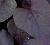 Black Heart Sweet Potato Vine