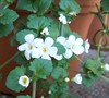 Bacopa Plant