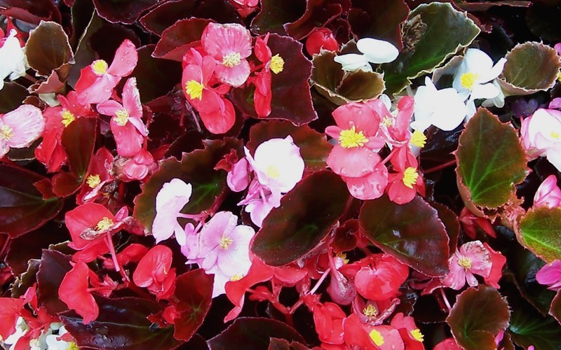 Cocktail Mix Wax Begonia Picture