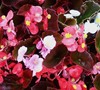 Cocktail Mix Wax Begonia