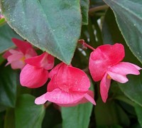 Pink Dragon Wing Begonia Picture
