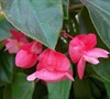 Pink Dragon Wing Begonia