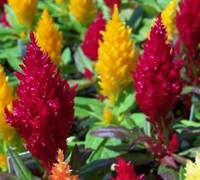 Castle Mix Celosia Picture