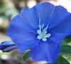 Blue Daze