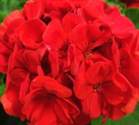 Orange Zonal Geranium Picture
