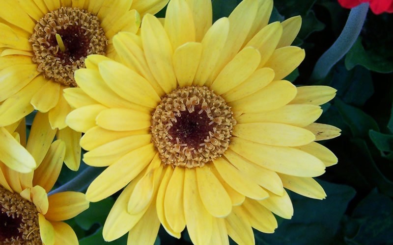 Gerber Daisy Picture