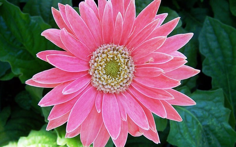 Gerber Daisy Picture