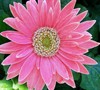 Gerber Daisy Picture