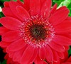 Gerber Daisy Picture