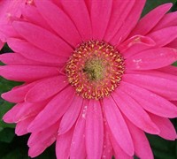 Gerber Daisy Picture