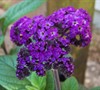 Fragrant Delight Heliotrope