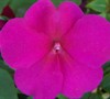 Super Elfin Mix Impatiens Picture