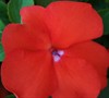 Super Elfin Mix Impatiens
