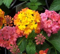 Bandana Cherry Sunrise Lantana Picture