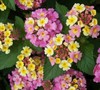 Anne Marie Lantana