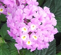 Trailing Lavender Lantana Picture