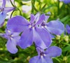Annual Lobelia