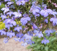 Annual Lobelia Picture
