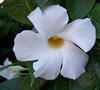 Sun Parasol White Mandevilla