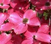 Cherokee Chief Red Dogwood