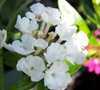Trailing White Lantana
