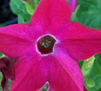 Hummingbird Mix Nicotiana Picture