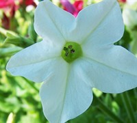 Hummingbird Mix Nicotiana Picture