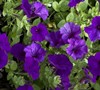Wave Petunia (Series) Picture
