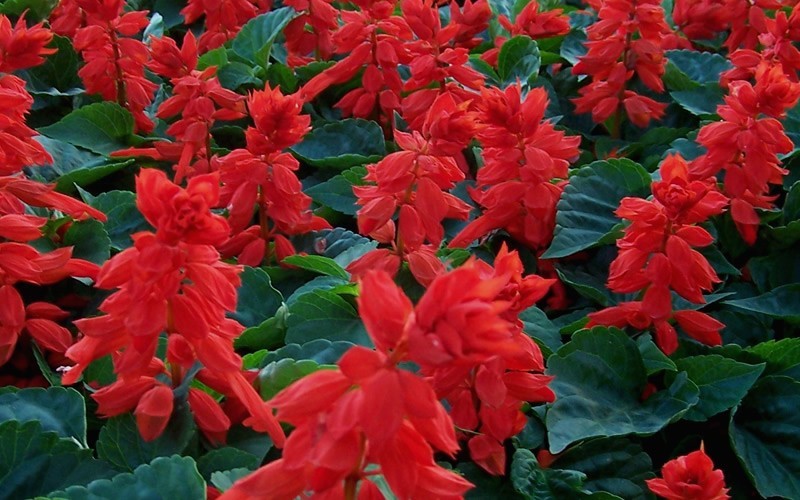 Red Hot Sally Salvia Picture