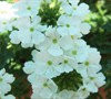 Aztec Verbena (Series)