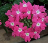 Aztec Verbena (Series) Picture