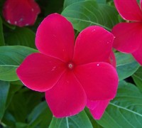 Pacifica Mix Vinca Picture