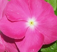 Pacifica Mix Vinca Picture