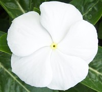 Pacifica Mix Vinca Picture